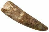 Fossil Spinosaurus Tooth - Real Dinosaur Tooth #345432-1